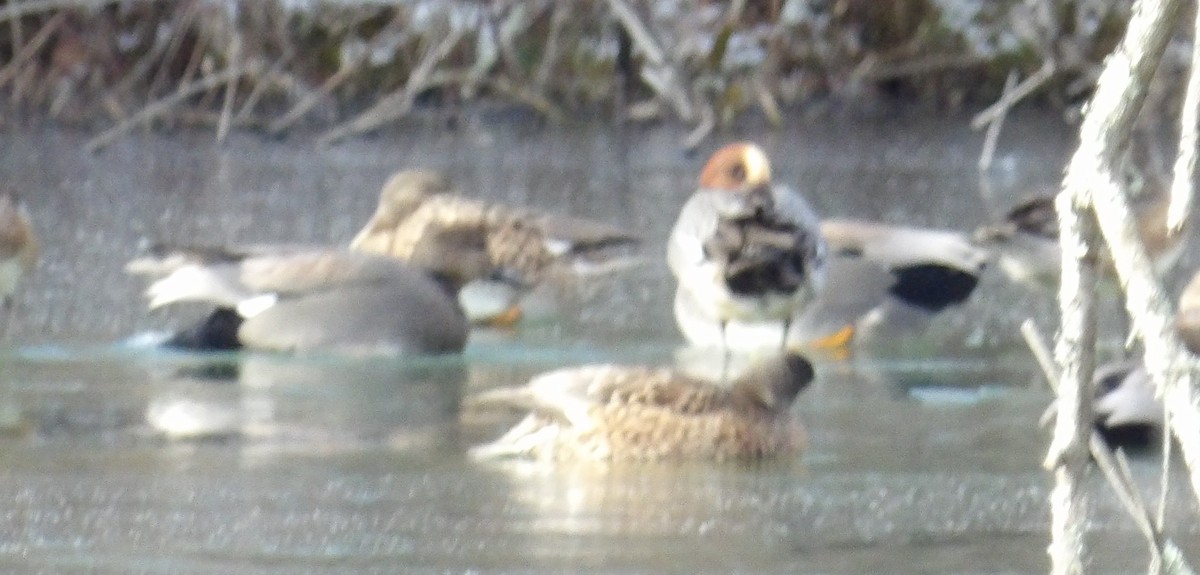 Eurasian Wigeon - ML643133776