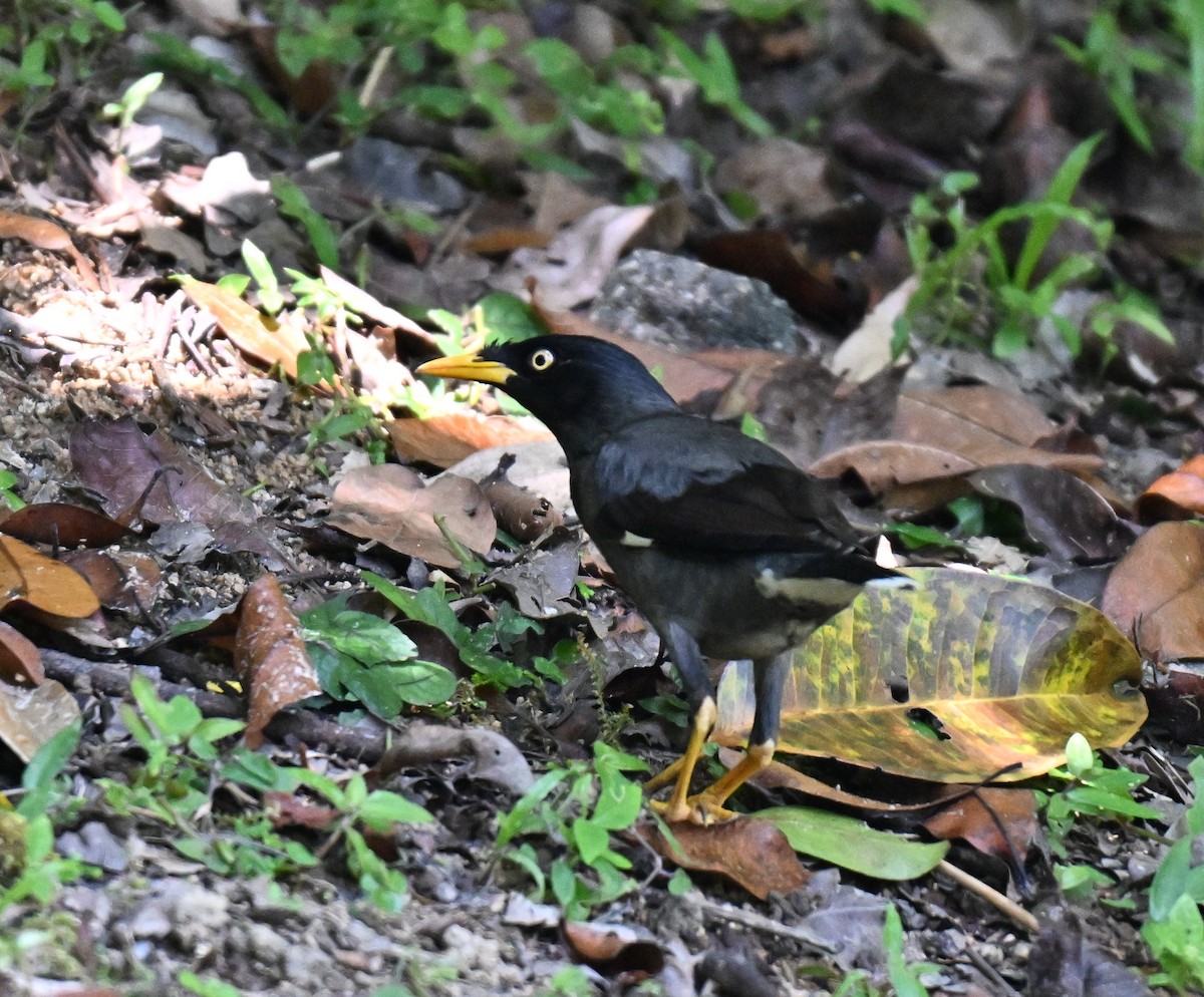 Javan Myna - ML643133786