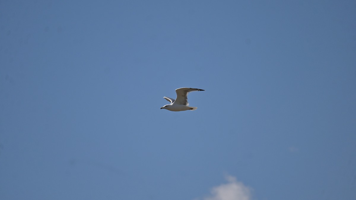 Yellow-legged Gull - ML643133788