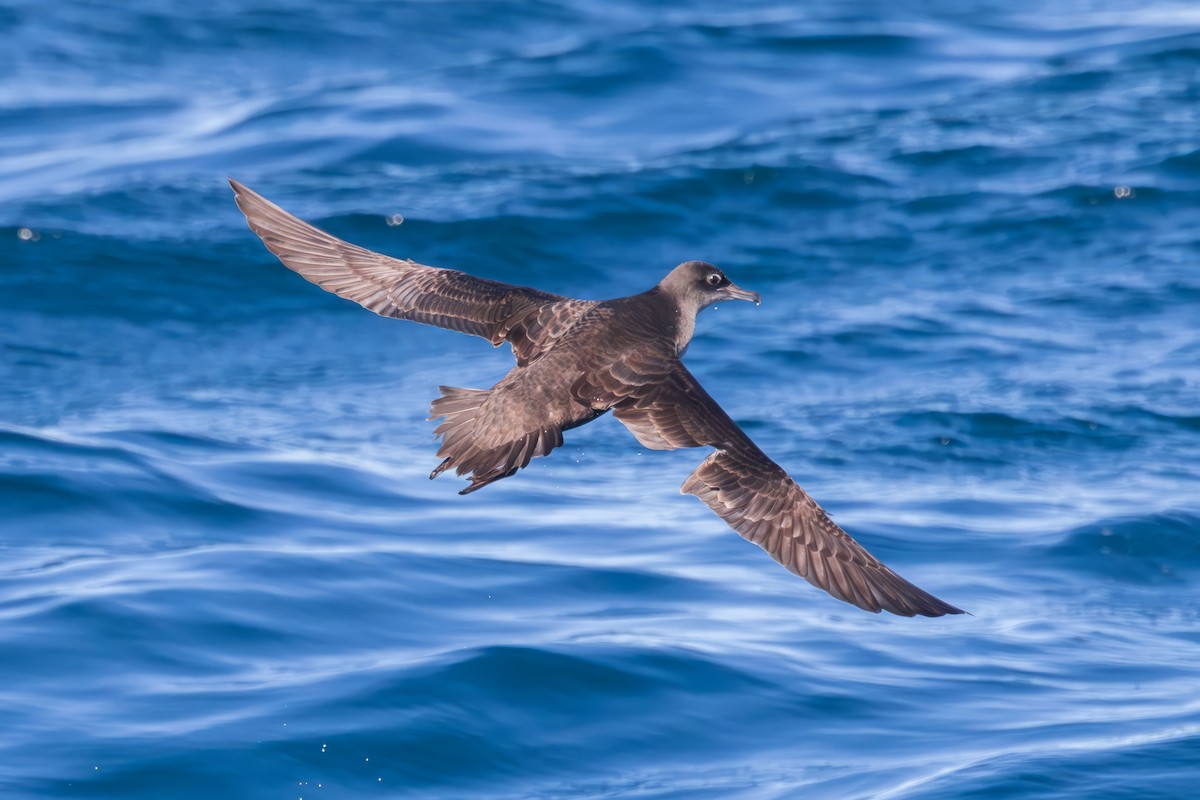 יסעור קצר-זנב - ML643133824