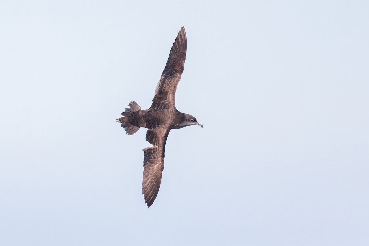 יסעור קצר-זנב - ML643133828