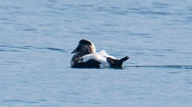 Common Eider - ML643133840