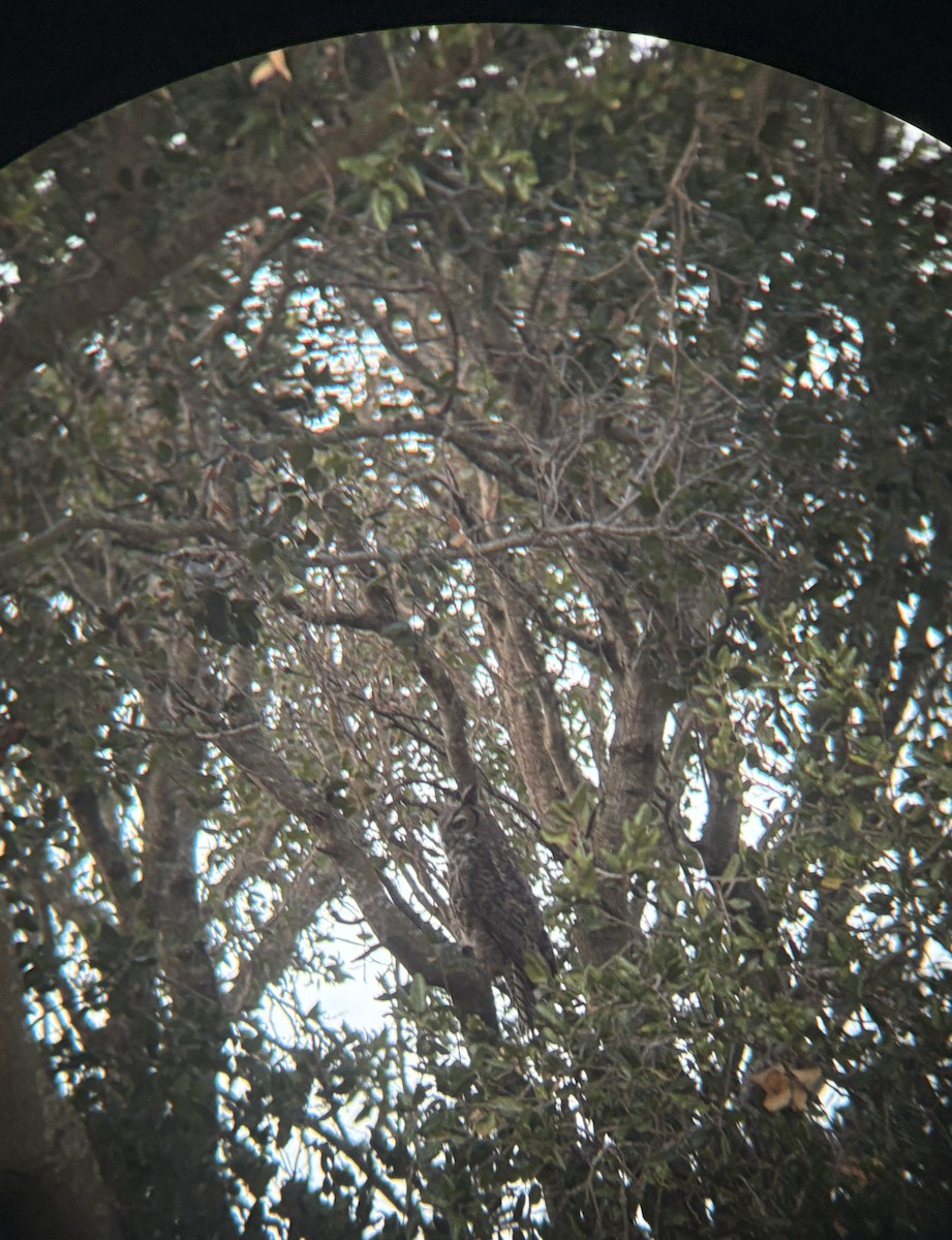 Great Horned Owl - ML643133841