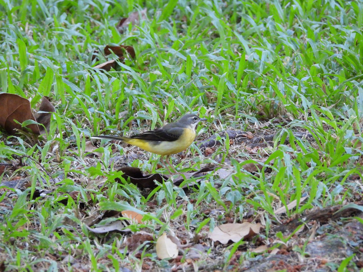 Lavandera Cascadeña - ML643133843