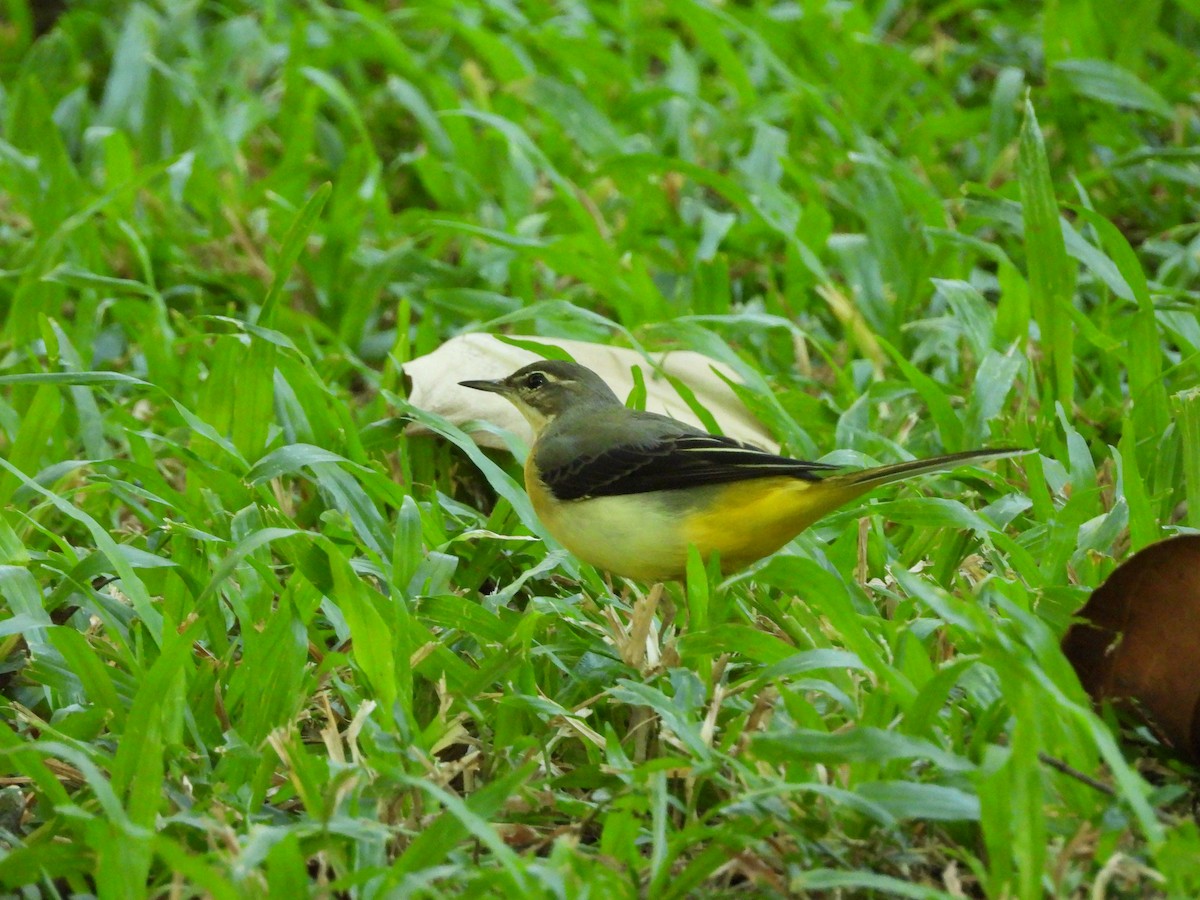 Lavandera Cascadeña - ML643133844