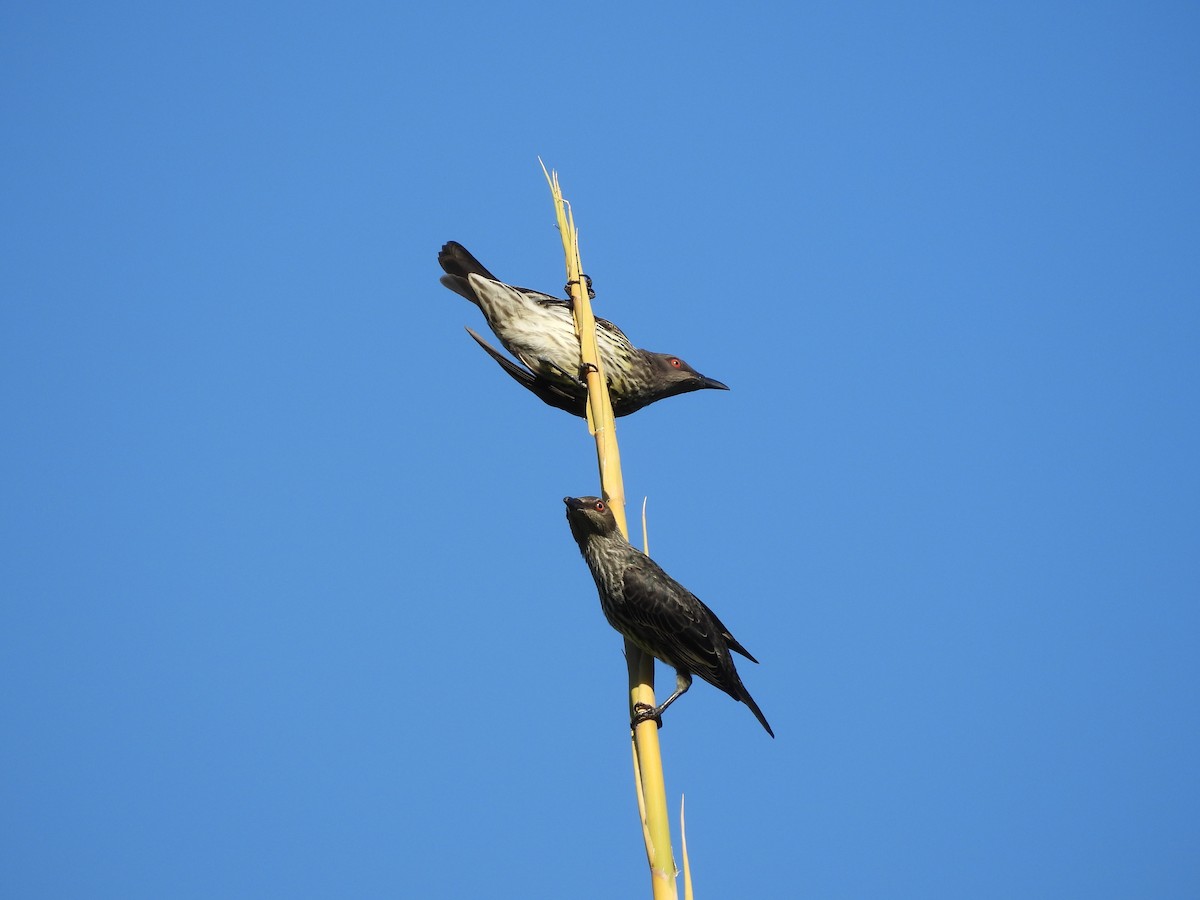 Asian Glossy Starling - ML643133856