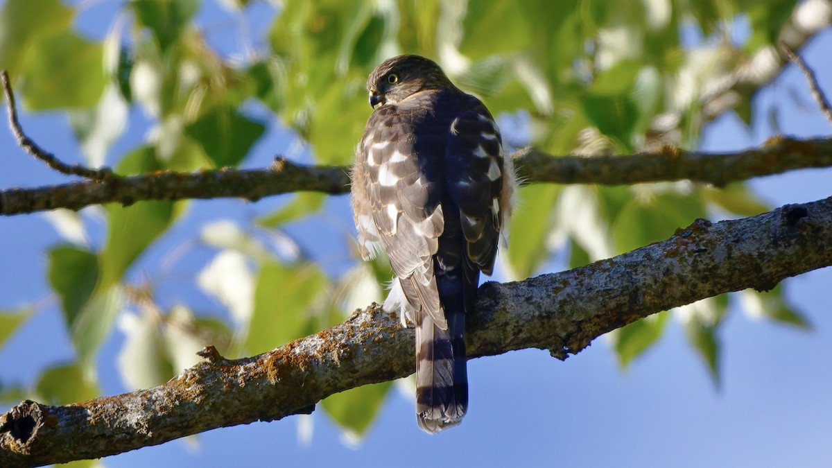 Sharp-shinned Hawk - ML643133859