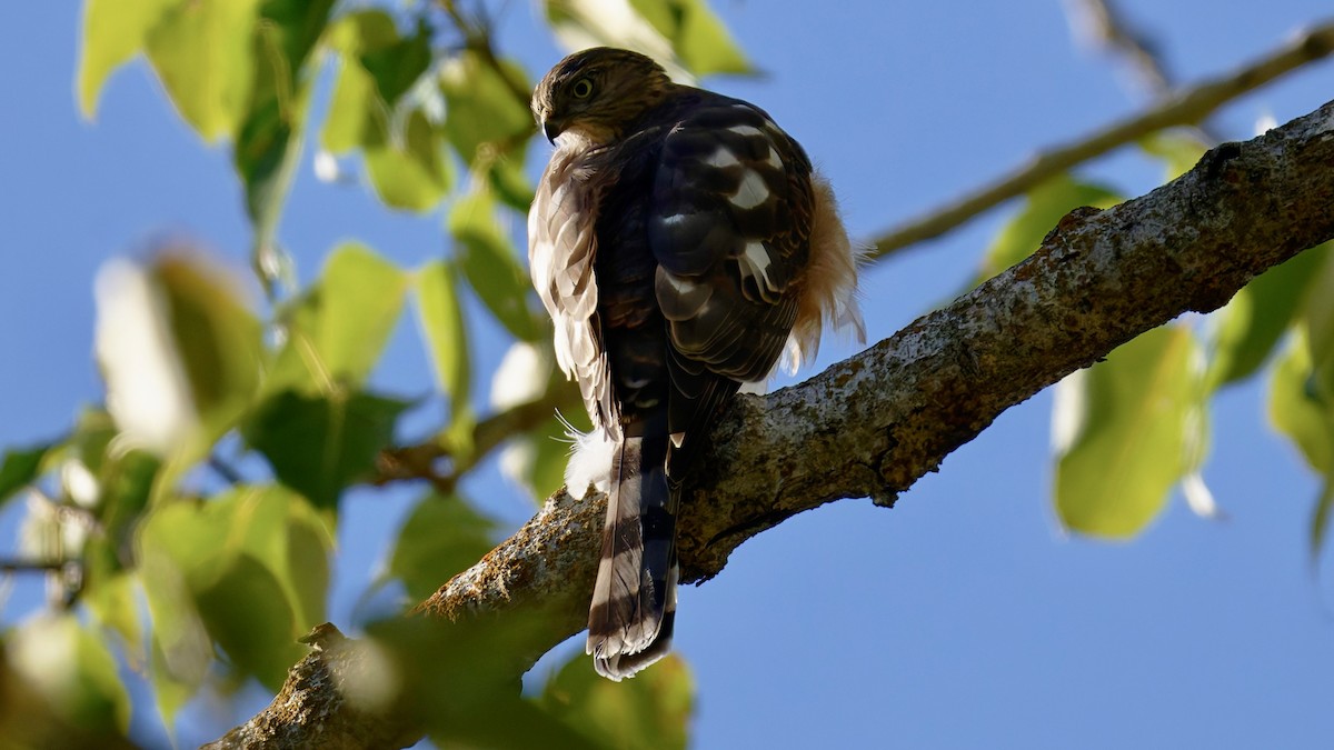 Sharp-shinned Hawk - ML643133860