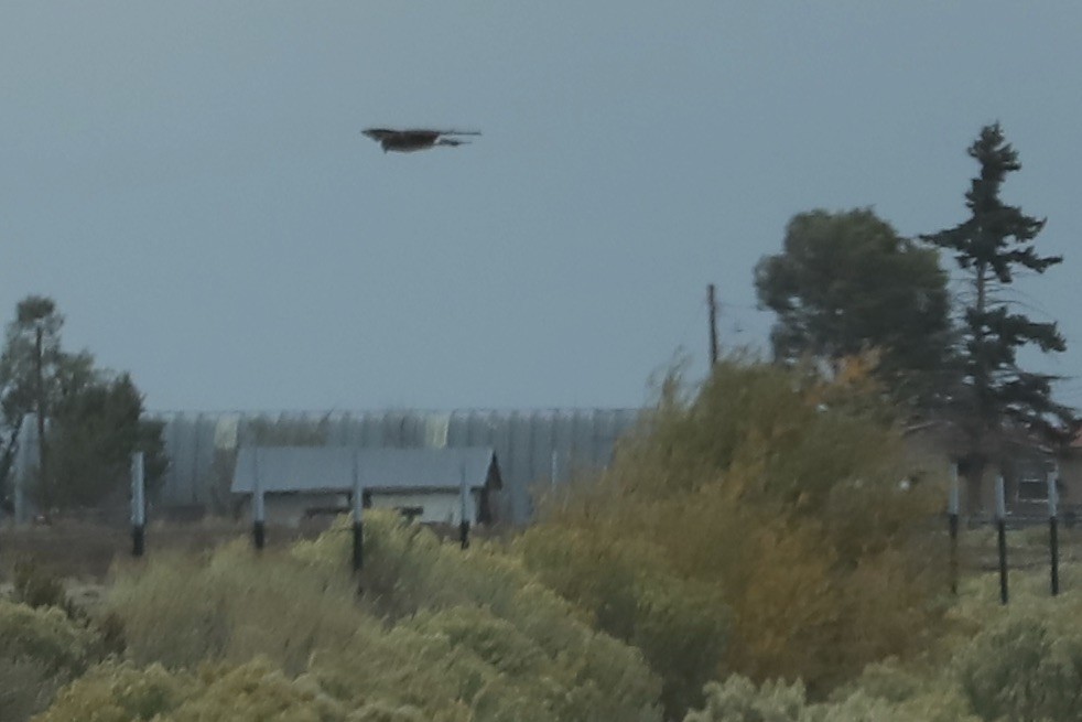 Northern Harrier - ML643133966