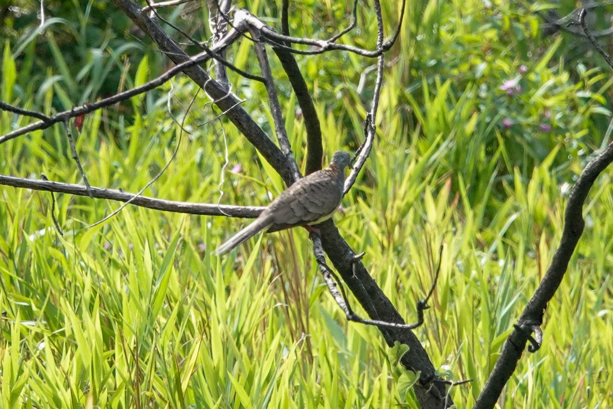 Bar-shouldered Dove - ML643133975