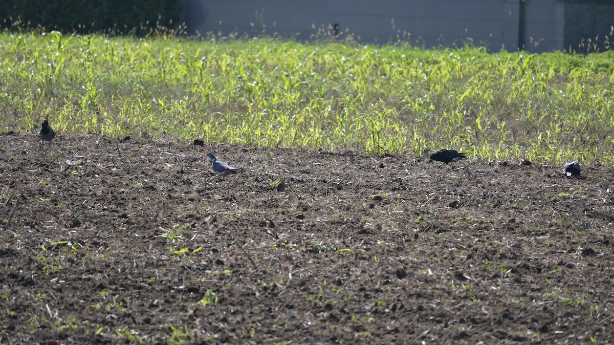 Common Wood-Pigeon - ML643133976
