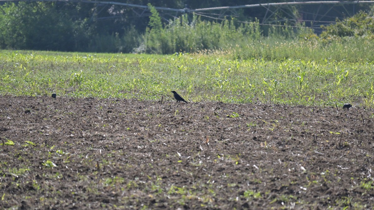 Carrion x Hooded Crow (hybrid) - ML643133990