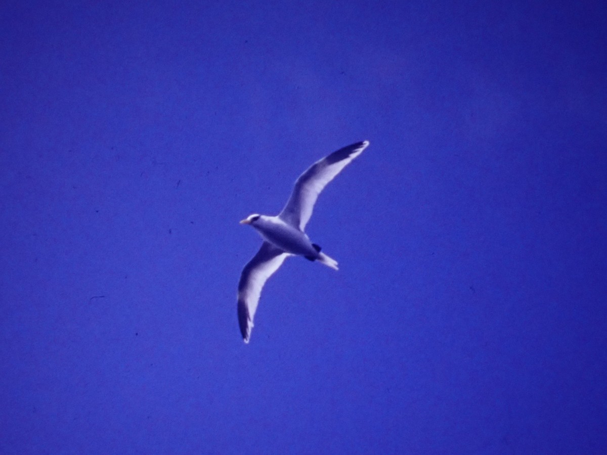 White-tailed Tropicbird - ML643134011