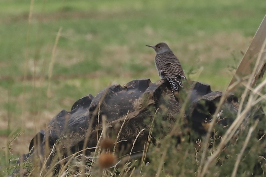 Northern Flicker (Red-shafted) - ML643134013