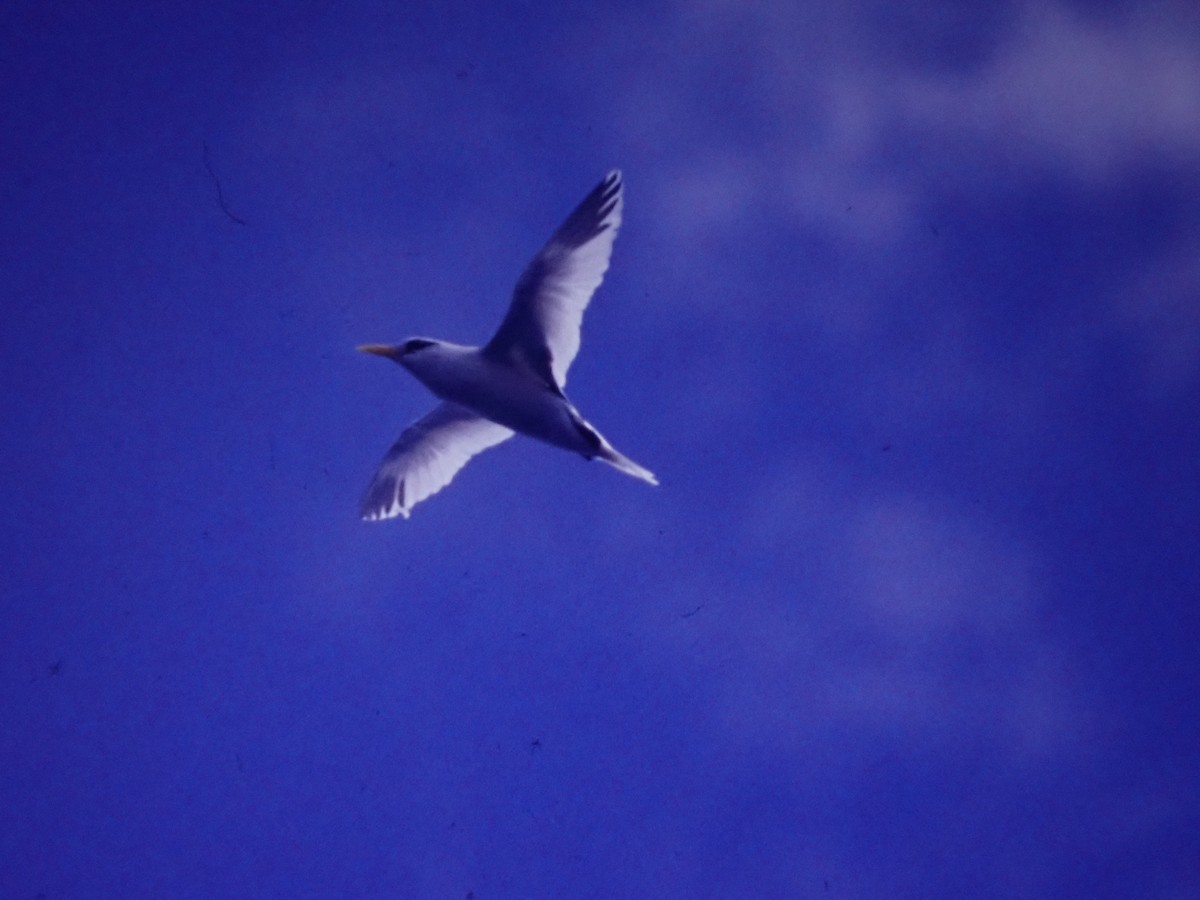 White-tailed Tropicbird - ML643134015