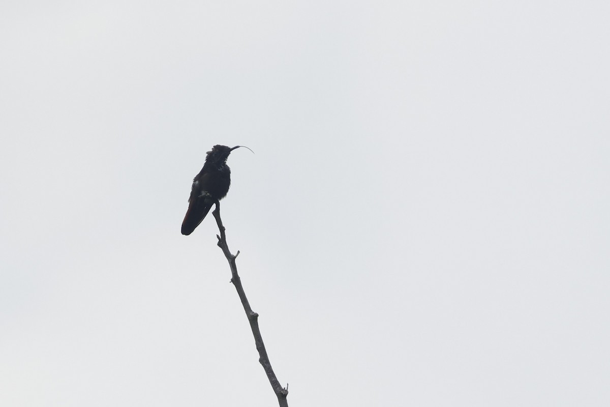 Ruby-topaz Hummingbird - ML643134029
