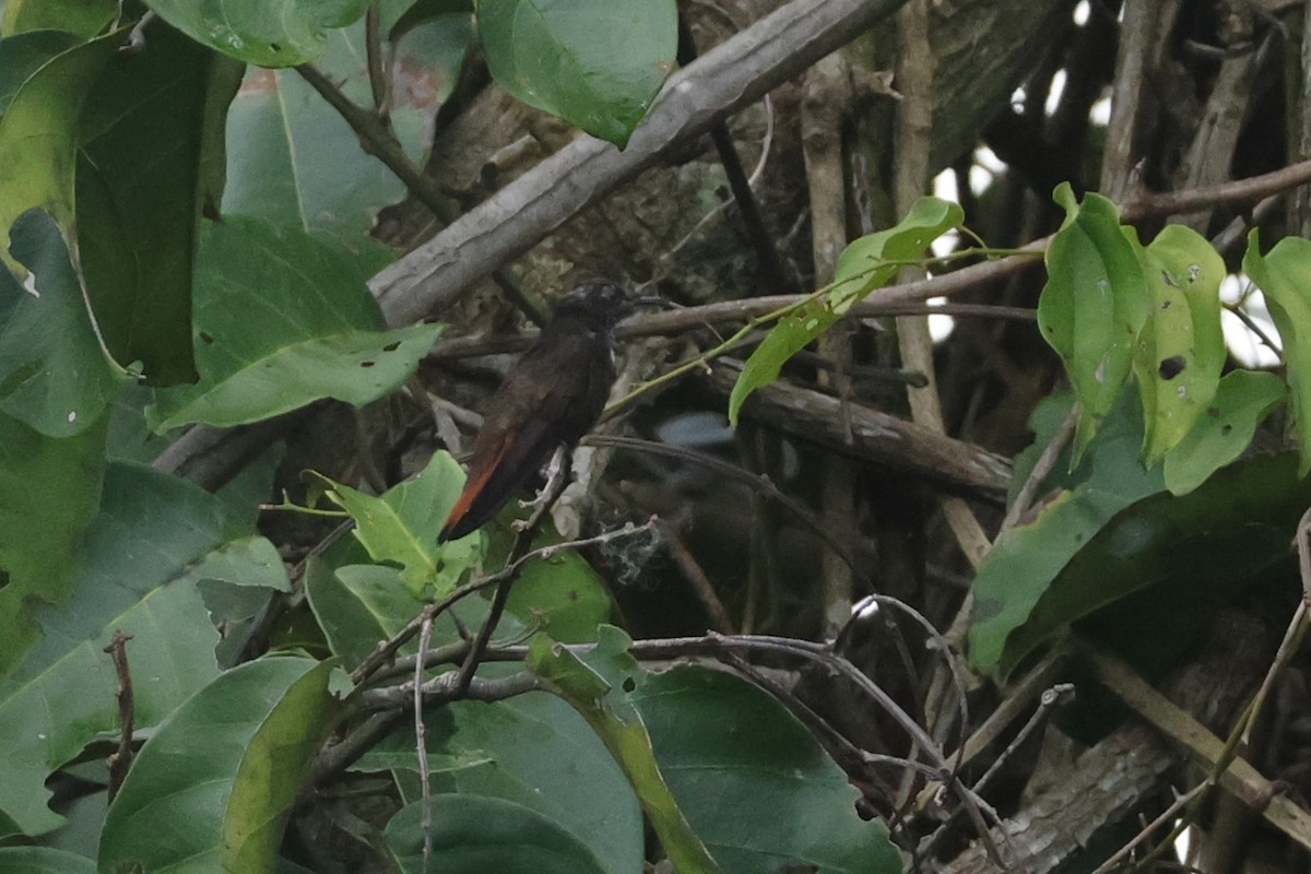 Ruby-topaz Hummingbird - ML643134032