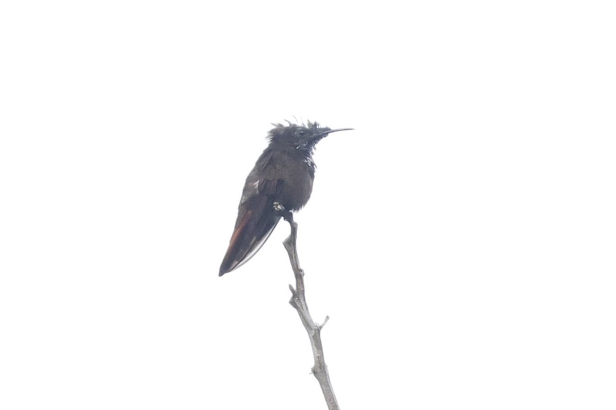 Ruby-topaz Hummingbird - ML643134033