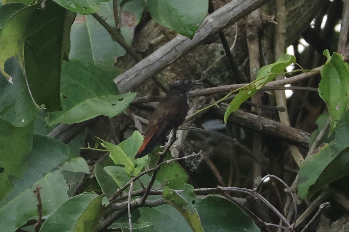 Ruby-topaz Hummingbird - ML643134034