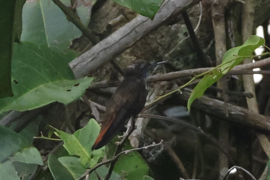 Ruby-topaz Hummingbird - ML643134035