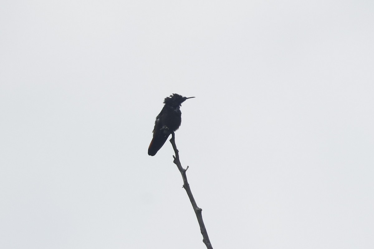 Ruby-topaz Hummingbird - ML643134036