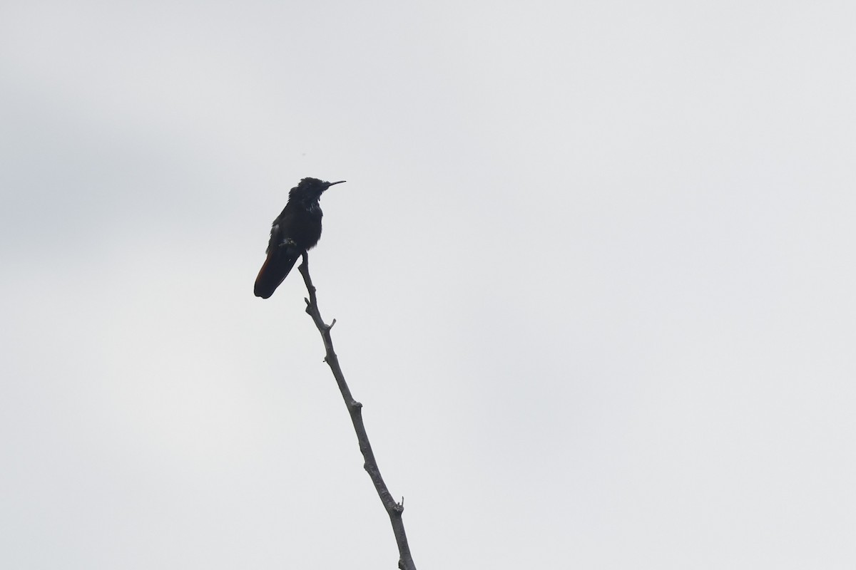 Ruby-topaz Hummingbird - ML643134037