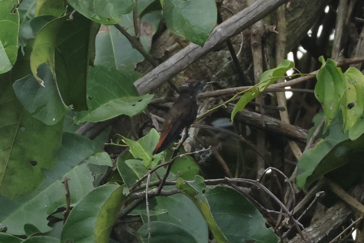 Ruby-topaz Hummingbird - ML643134038