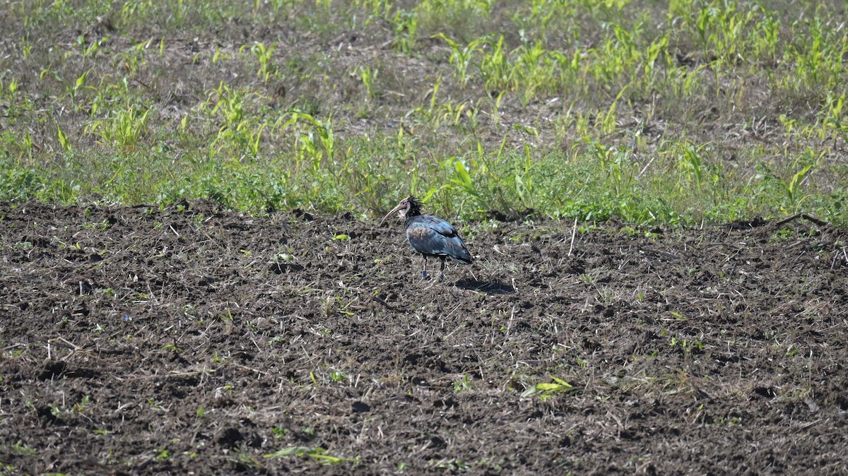 Northern Bald Ibis - ML643134039