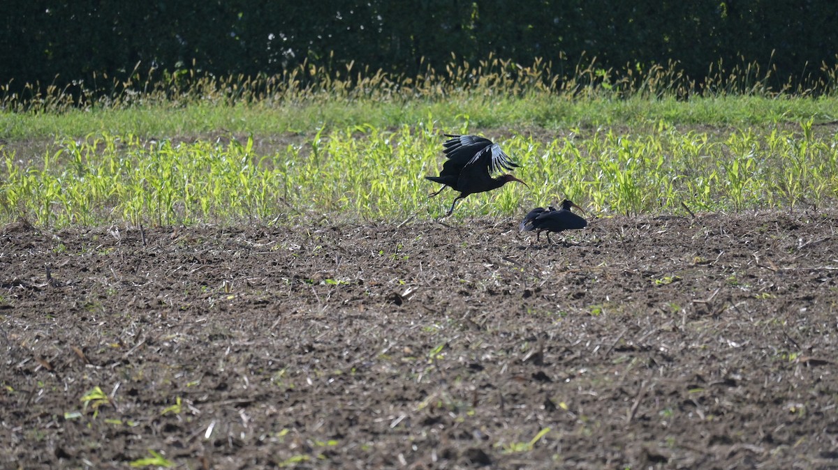 Northern Bald Ibis - ML643134060