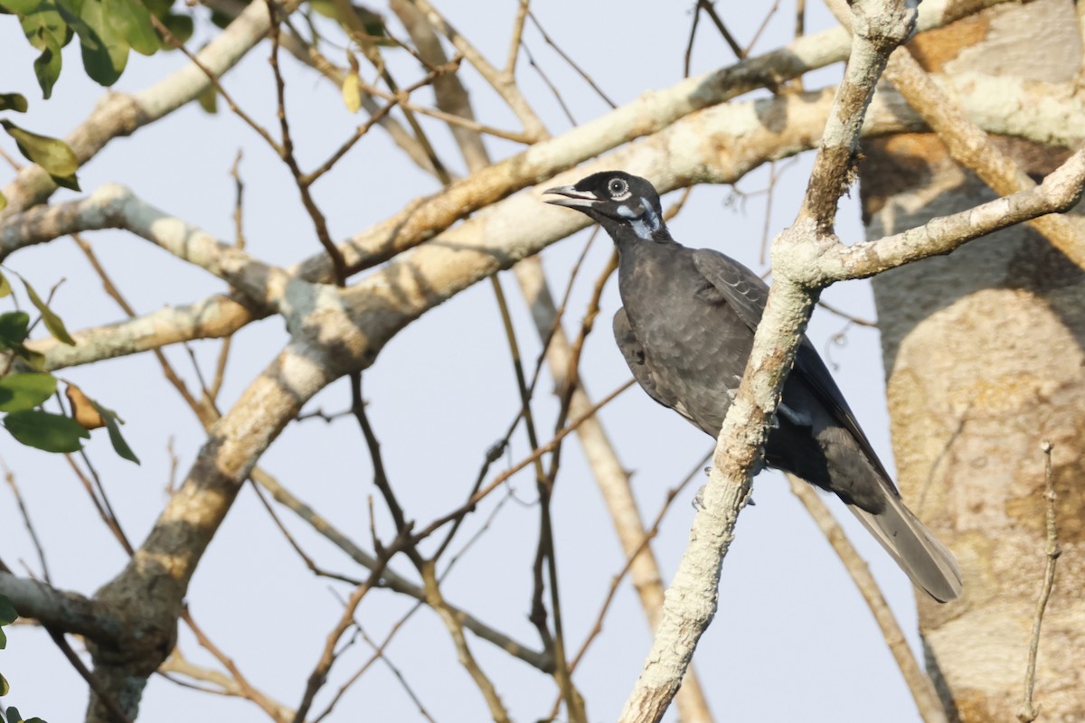 Bare-necked Fruitcrow - ML643134061