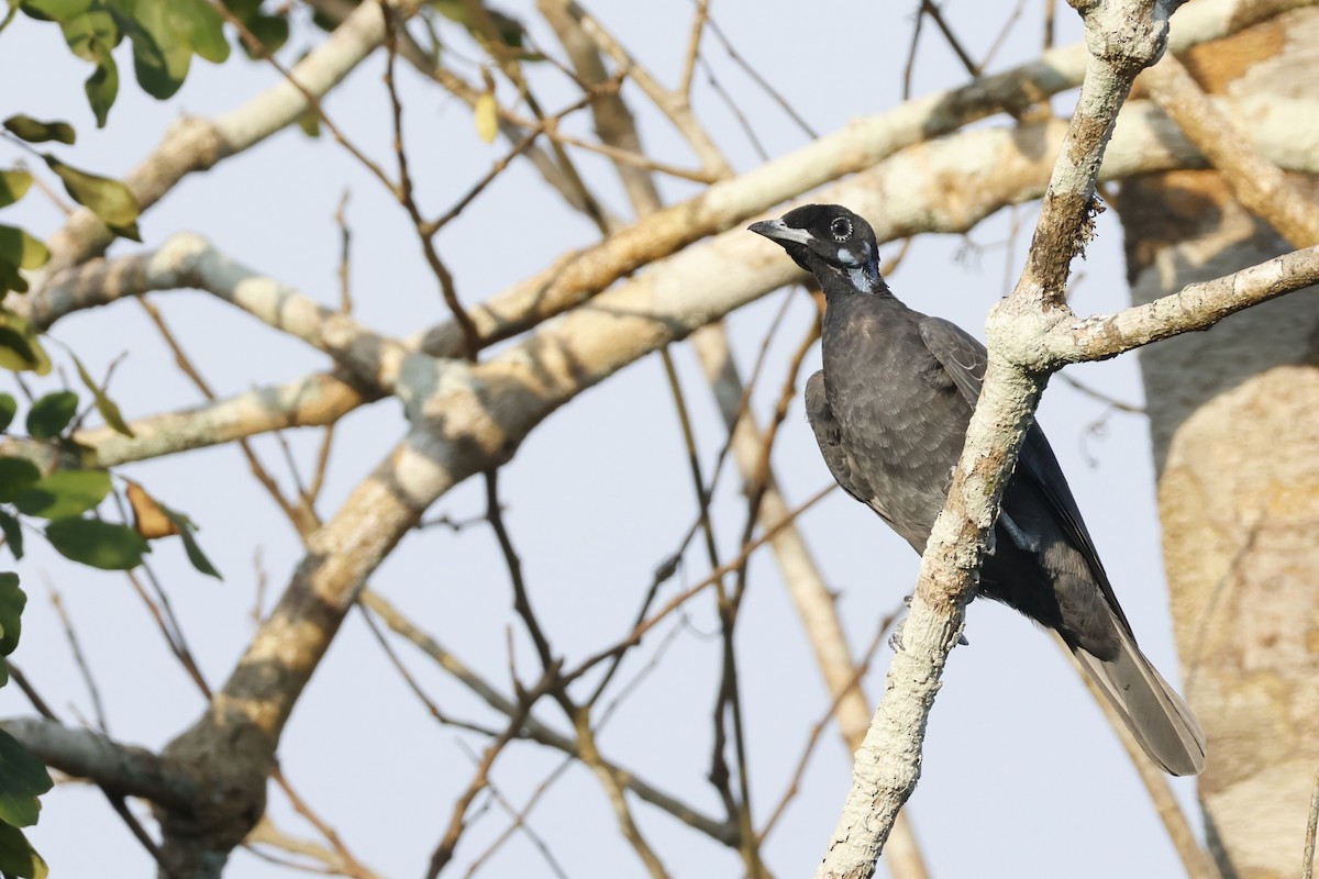Bare-necked Fruitcrow - ML643134062