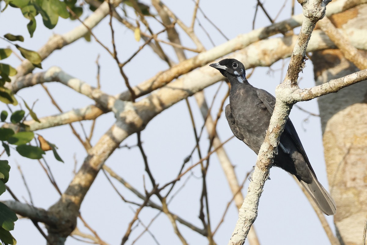 Bare-necked Fruitcrow - ML643134063