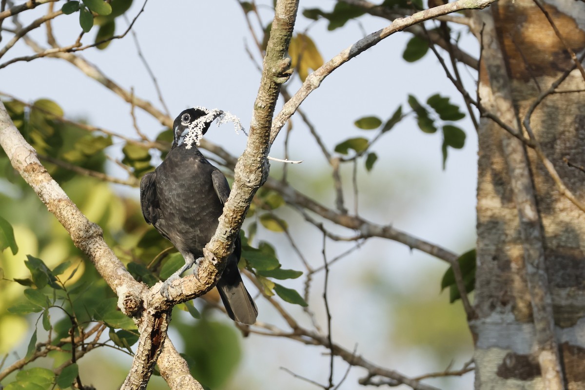 Bare-necked Fruitcrow - ML643134064