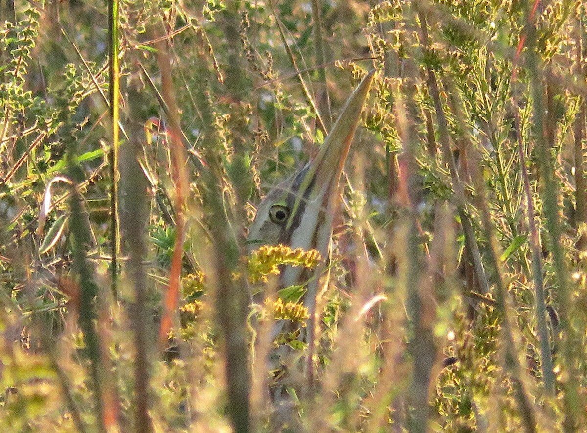 American Bittern - ML643134077