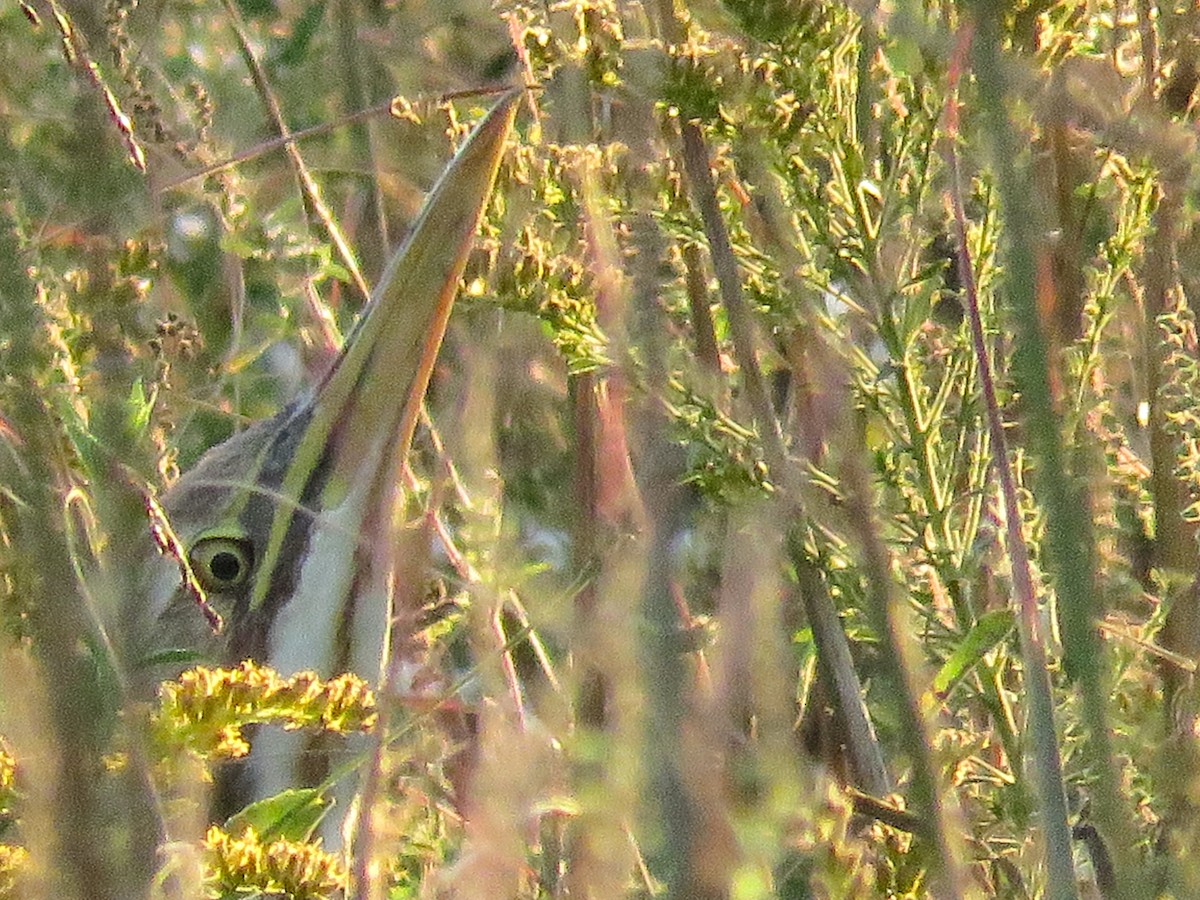 American Bittern - ML643134078