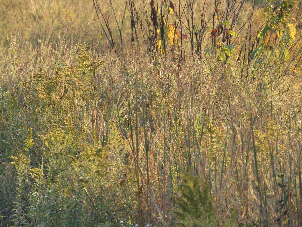 American Bittern - ML643134079