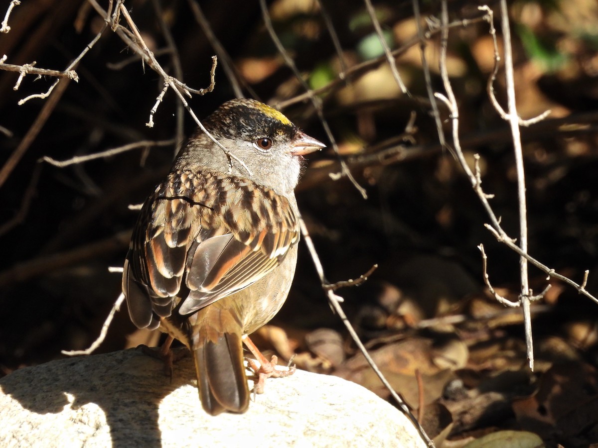 Golden-crowned Sparrow - ML643134080
