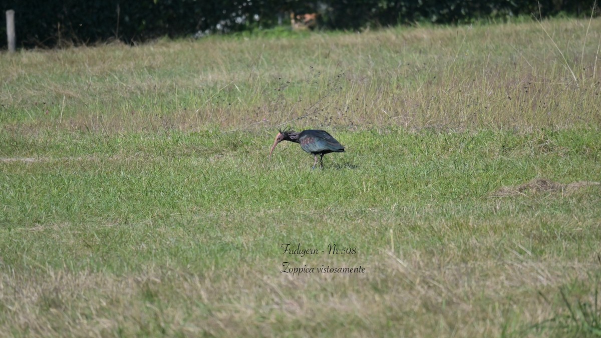 Northern Bald Ibis - ML643134107
