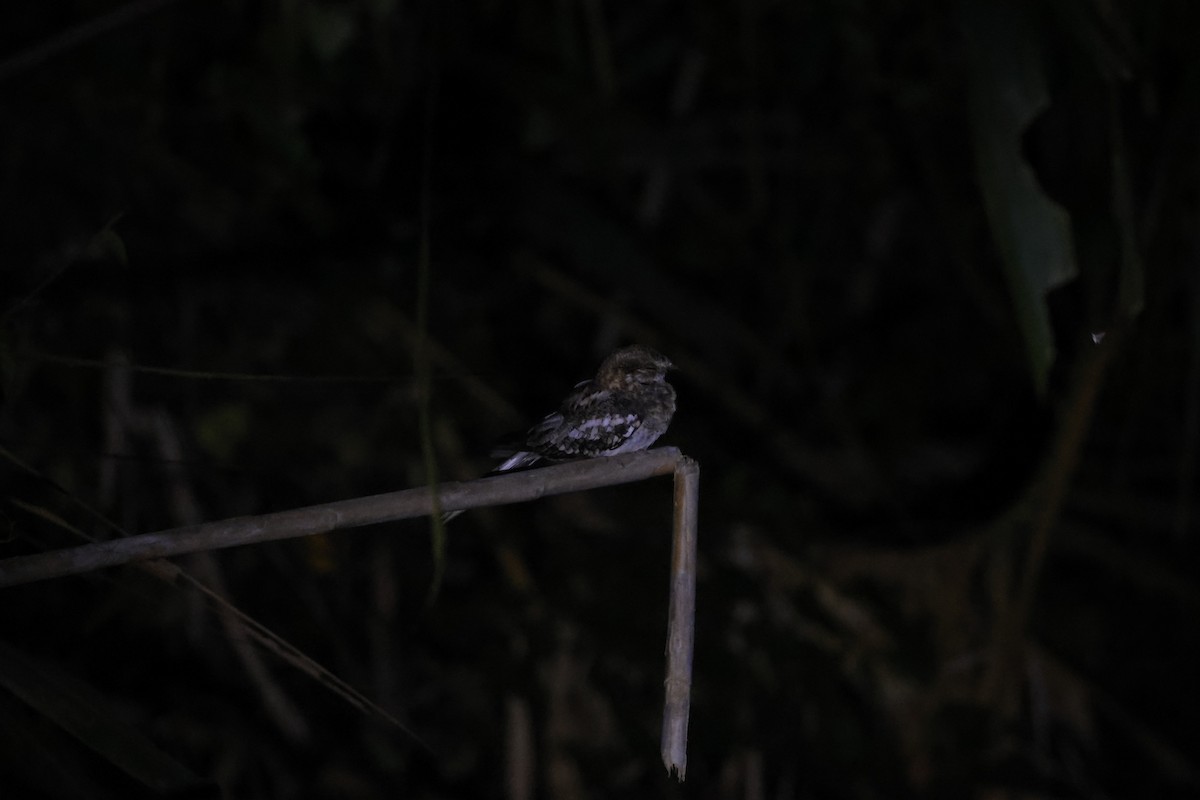 Ladder-tailed Nightjar - ML643134108