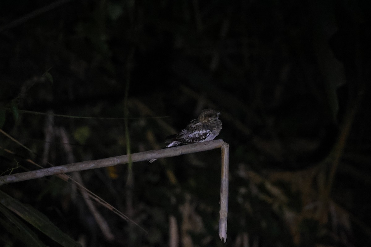 Ladder-tailed Nightjar - ML643134109