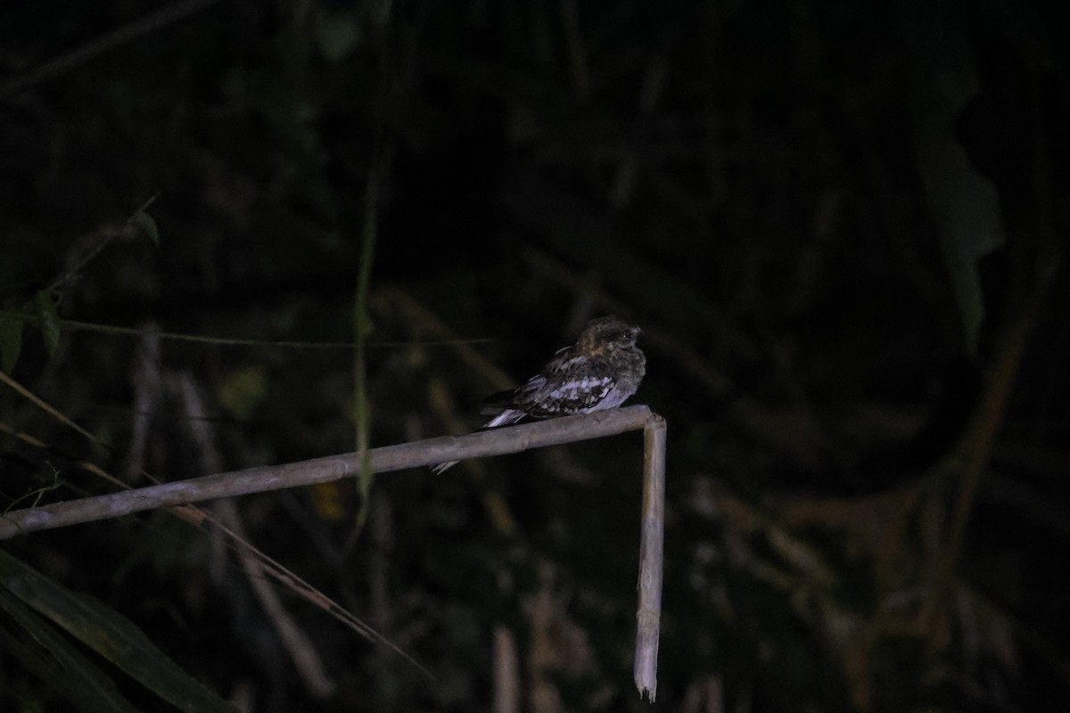 Ladder-tailed Nightjar - ML643134110