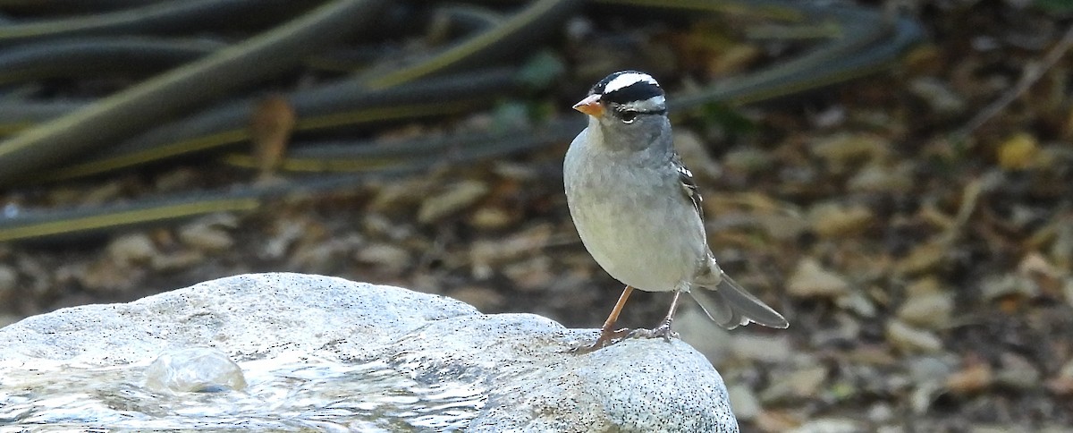 strnadec bělopásý - ML643134111