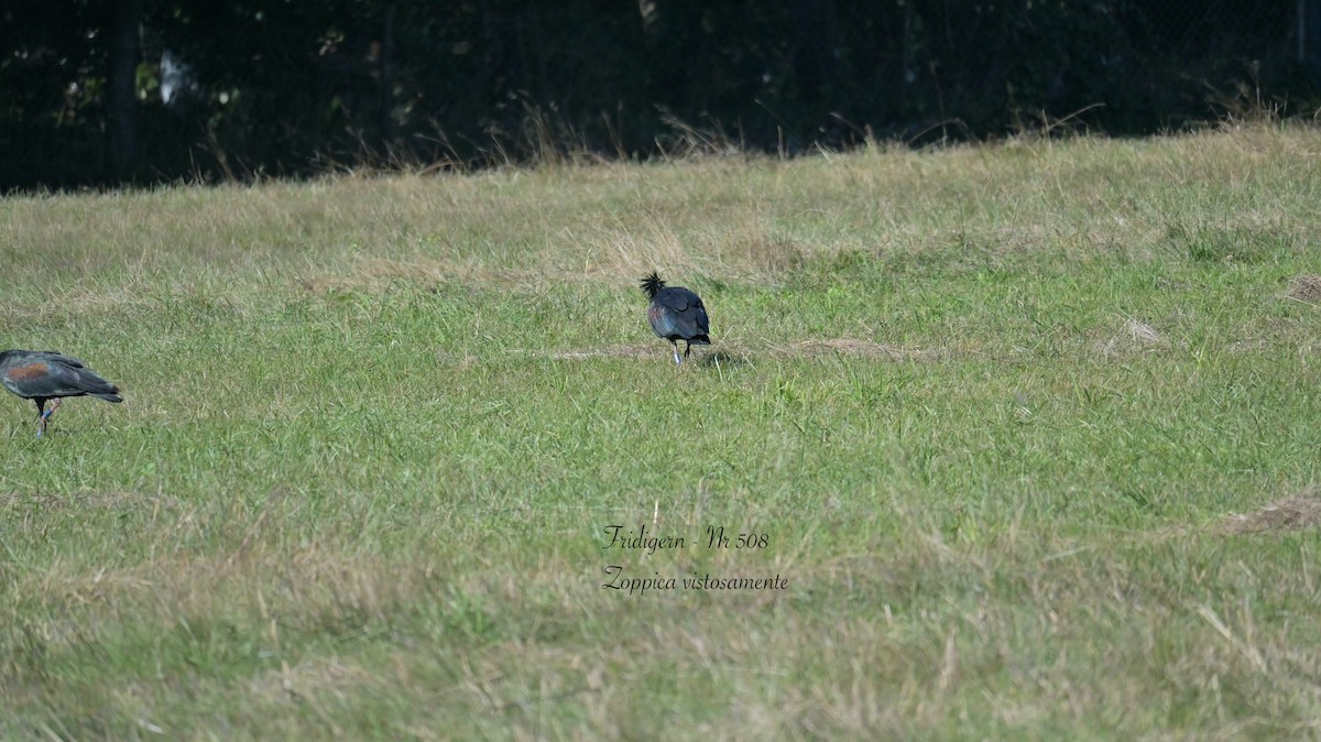 Northern Bald Ibis - ML643134138