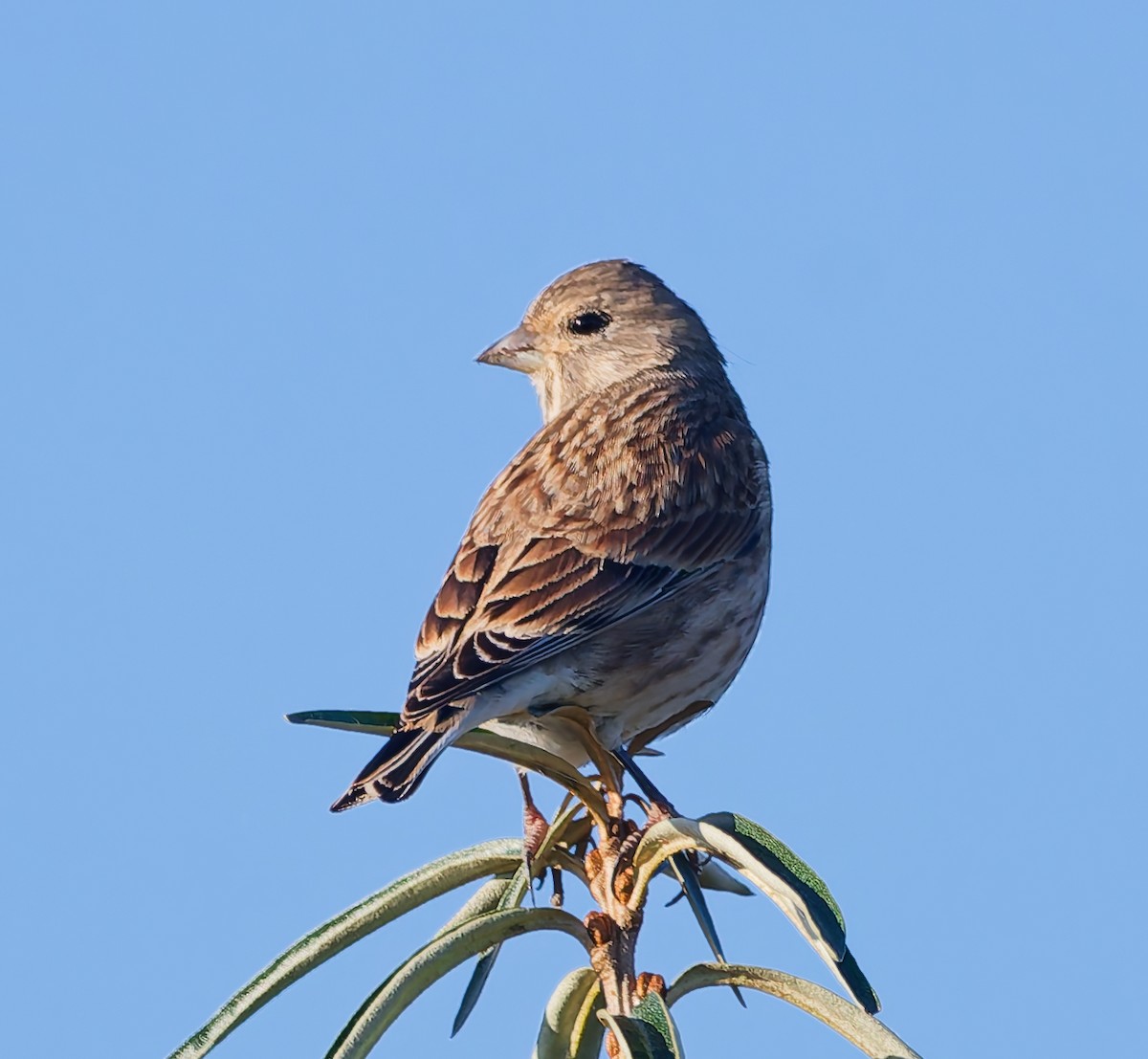 Eurasian Linnet - ML643134140