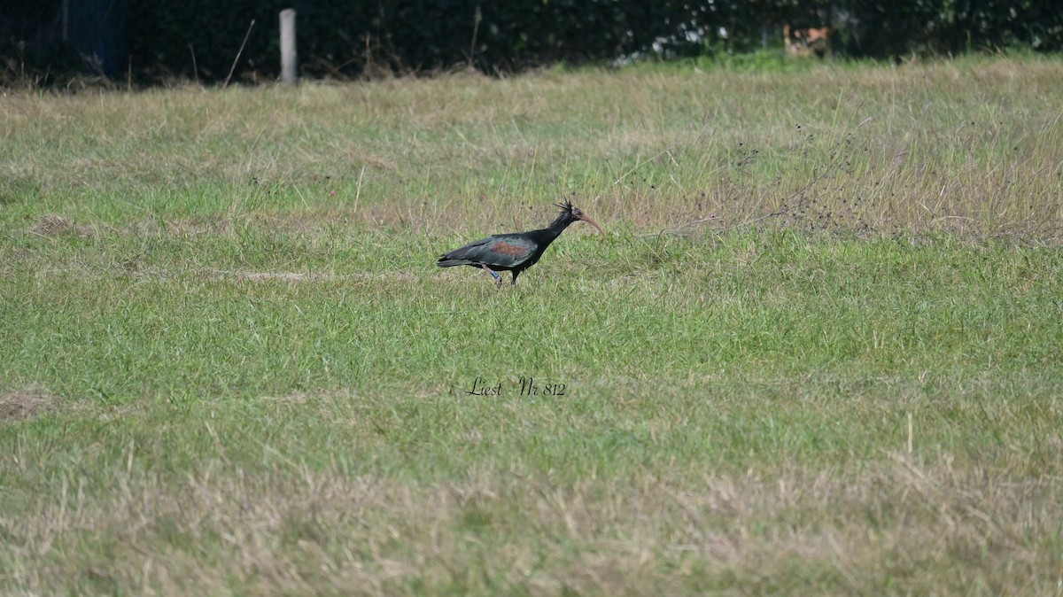 Northern Bald Ibis - ML643134144