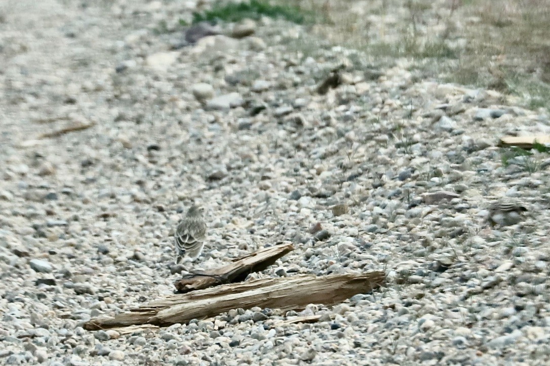 Vesper Sparrow - ML643134150