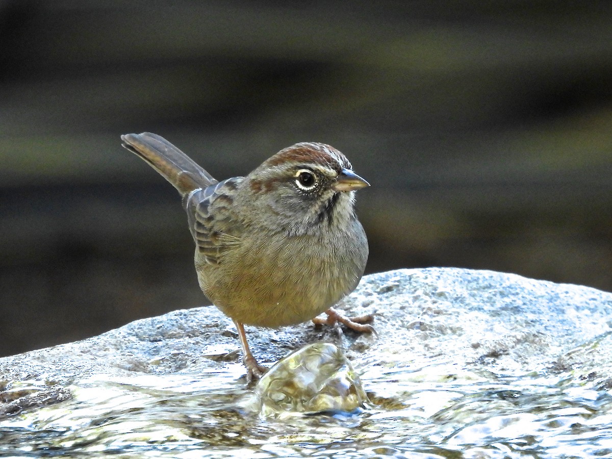 Rufous-crowned Sparrow - ML643134155