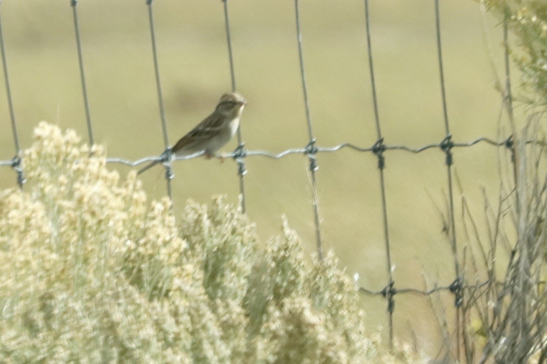 Savannah Sparrow - ML643134158