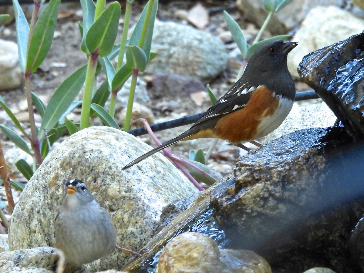 Spotted Towhee - ML643134166