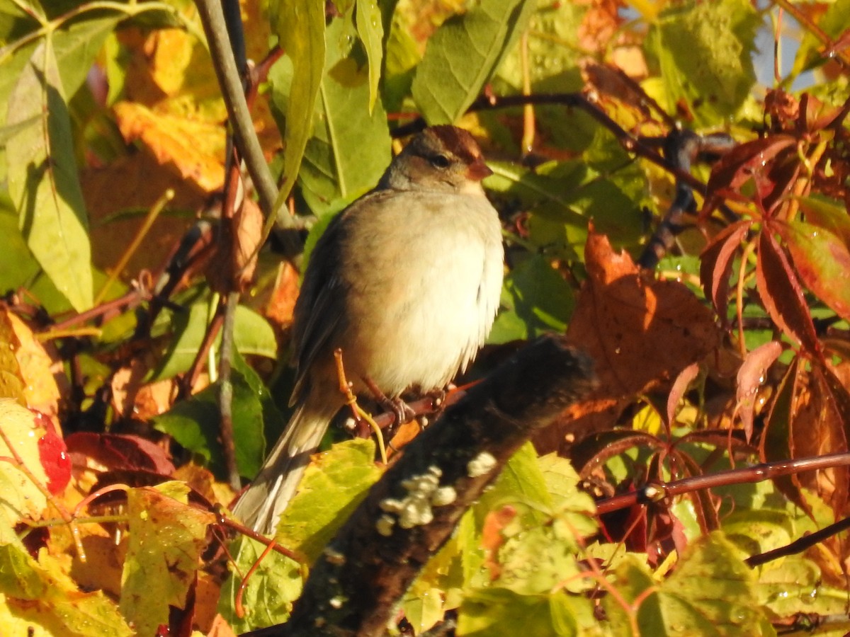 White-crowned Sparrow - ML643134198